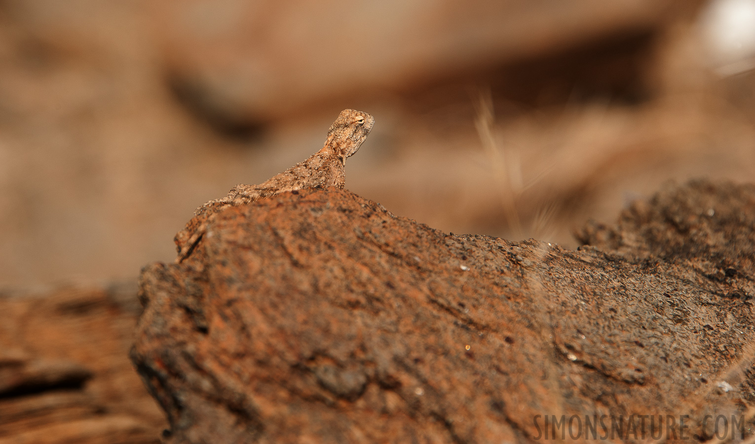 Agama anchietae [300 mm, 1/800 Sek. bei f / 9.0, ISO 400]